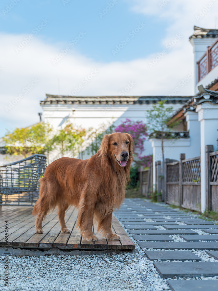Golden Retriever in a Chinese garden Golden Retriever in a Chinese garden