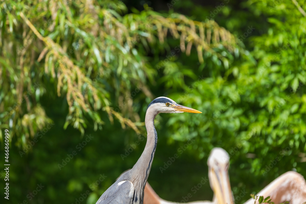 Gray Heron - Ardea cinerea standing on a tree branch by a pond. Gray Heron - Ardea cinerea standing on a tree branch by a pond.