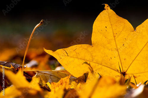 Obraz na plátně Romantic autumn mood with colorful leaves in fall shine bright in the sunlight w