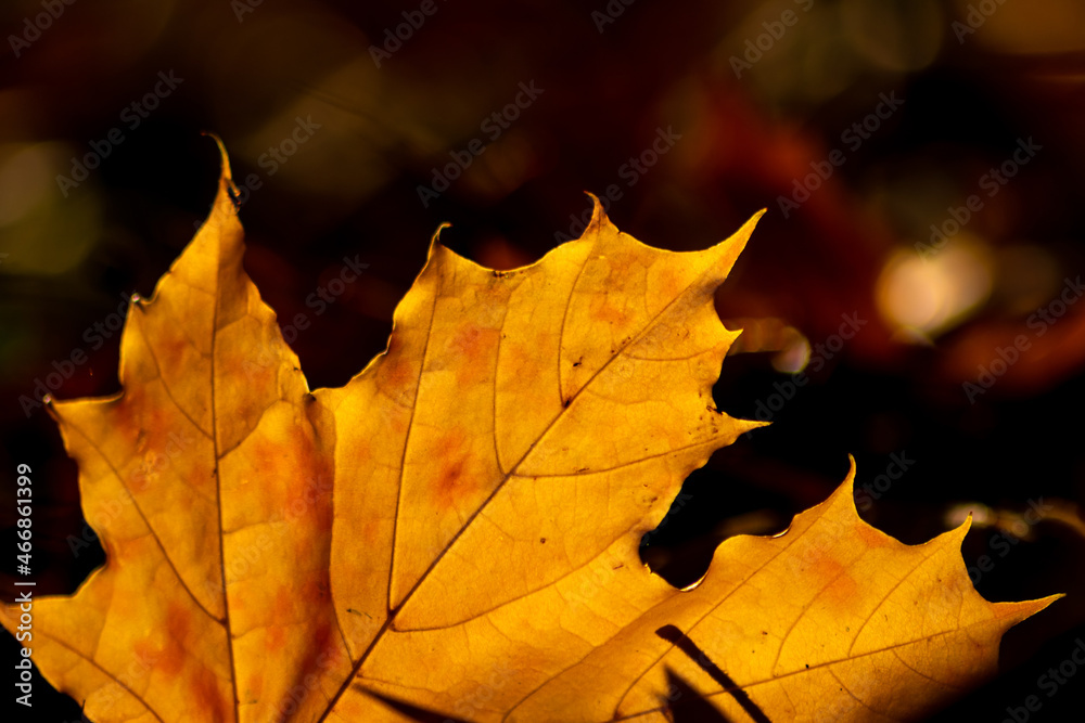 Romantic autumn mood with colorful leaves in fall shine bright in the sunlight with orange, red and yellow colors as beautiful side of nature in the indian summer season with warm colors and macro lea