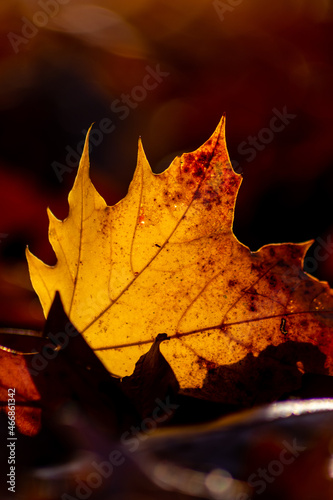 Принти на полотні Romantic autumn mood with colorful leaves in fall shine bright in the sunlight w