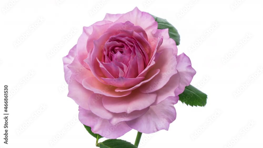 Beautiful pink rose opening on white background, close-up. Wedding, Valentines Day, Mothers Day concept. Holiday, love, birthday design backdrop . Timelapse. 4K Beautiful pink rose opening on white background, close-up. Wedding, Valentines Day, Mothers Day concept. Holiday, love, birthday design backdrop . Timelapse. 4K