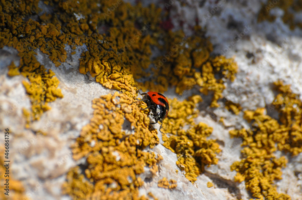 close-up of a ladybug on a stone with lichen close-up of a ladybug on a stone with lichen