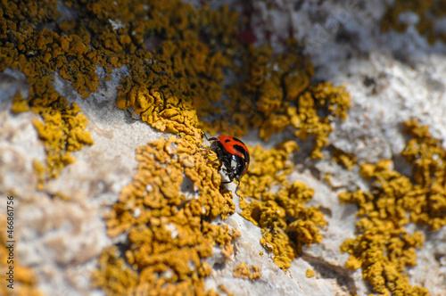 close-up of a ladybug on a stone with lichen