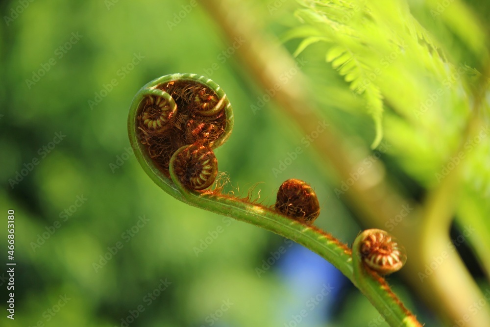 Green fern bud uncurling in the summer meadow. Green fern bud uncurling in the summer meadow.