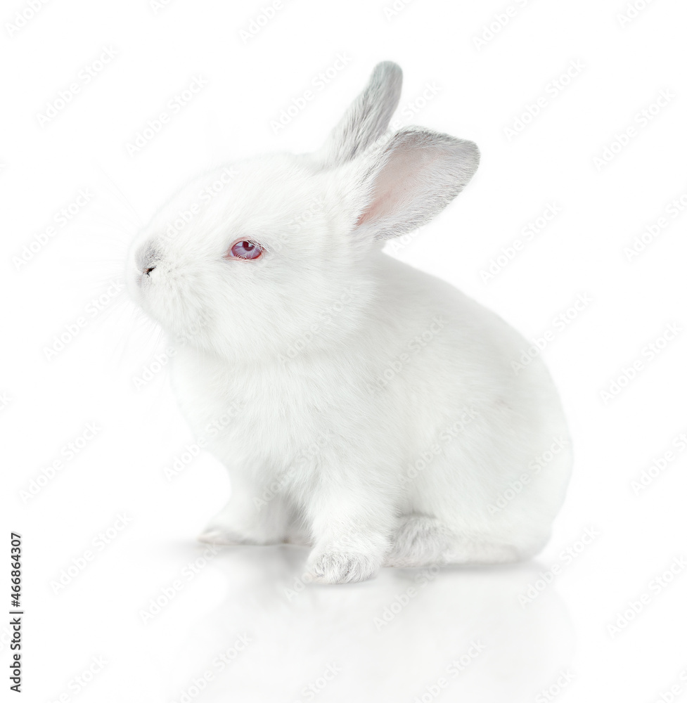 One small white bunny isolated on a white background