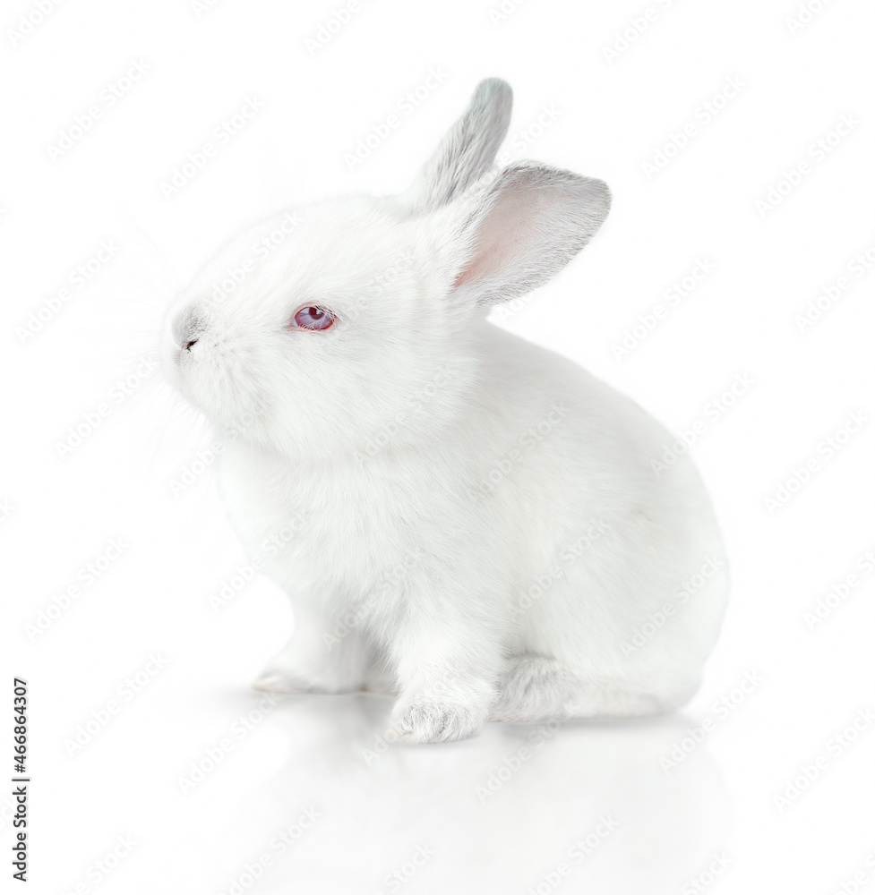 One small white bunny isolated on a white background One small white bunny isolated on a white background