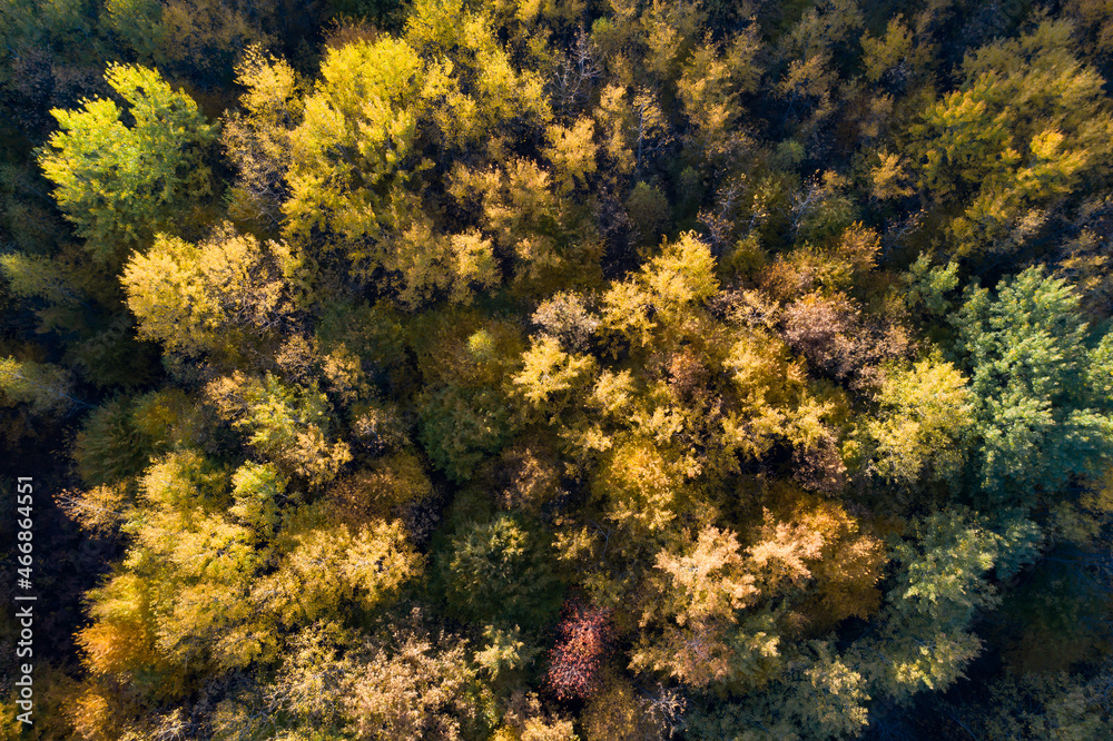 Aerial photo of a colored forest in autumn.