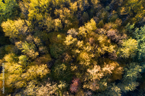 Aerial photo of a colored forest in autumn.