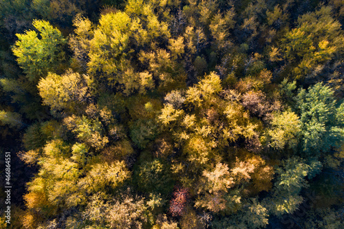 Aerial photo of a colored forest in autumn.