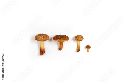 Armillaria mellea mushrooms on a white background with copy space. Healthy food concept