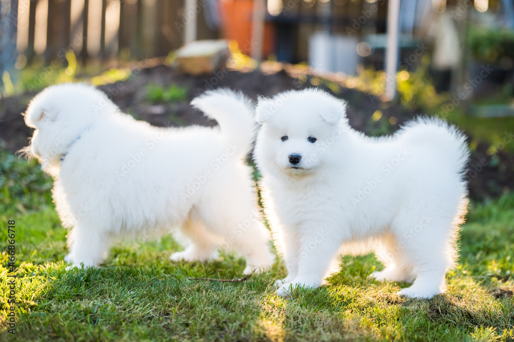 Funny fluffy white Samoyed puppies dogs are playing Funny fluffy white Samoyed puppies dogs are playing