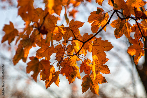 złote liście na drzewie jesieńią
