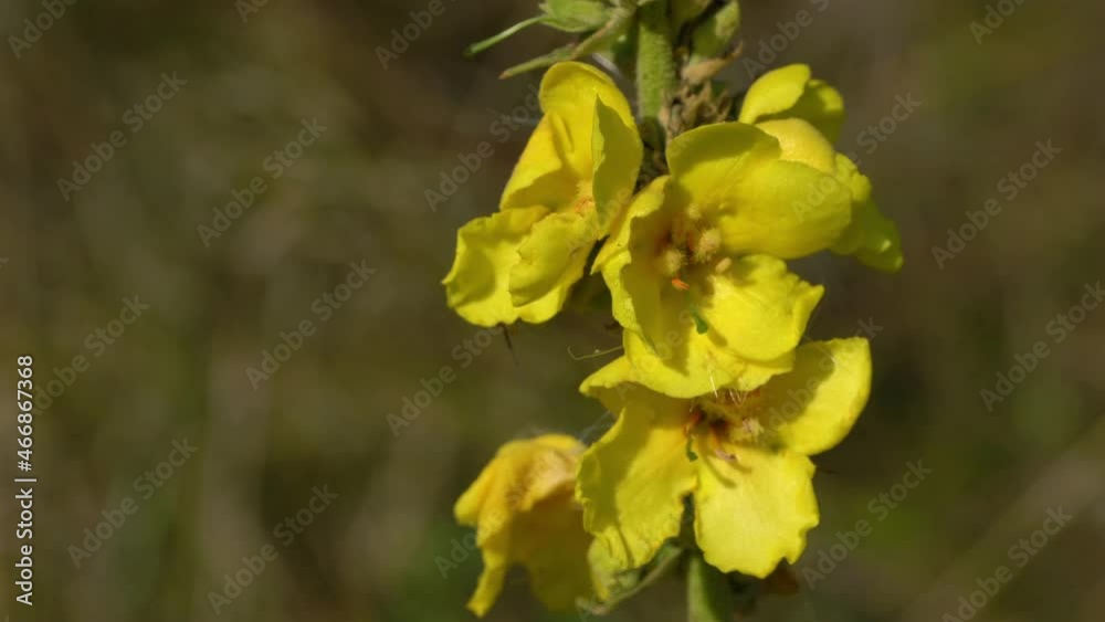 Great Mullein in slight breeze (Verbascum thapsus) - (4K) Great Mullein in slight breeze (Verbascum thapsus) - (4K)