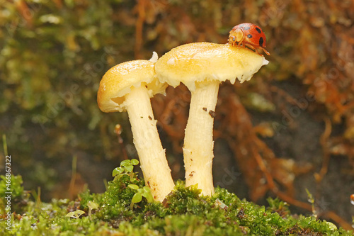 A ladybug is foraging in bushes. This small insect has the scientific name Epilachna admirabilis.  photo