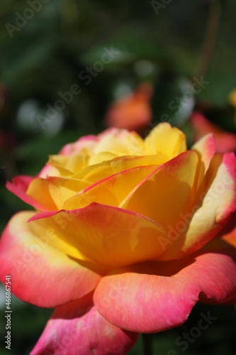 Bright yellow and red rose with background
