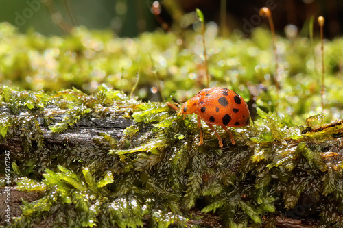 A ladybug is foraging in bushes. This small insect has the scientific name Epilachna admirabilis.  photo