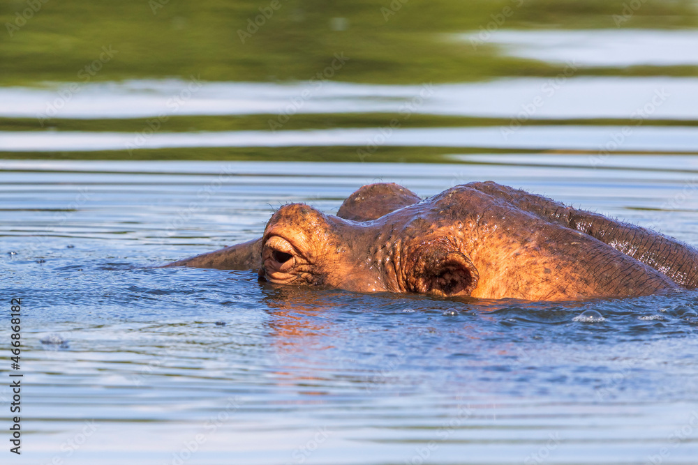 Fototapeta premium Hippopotamus in the water with only the head sticking up