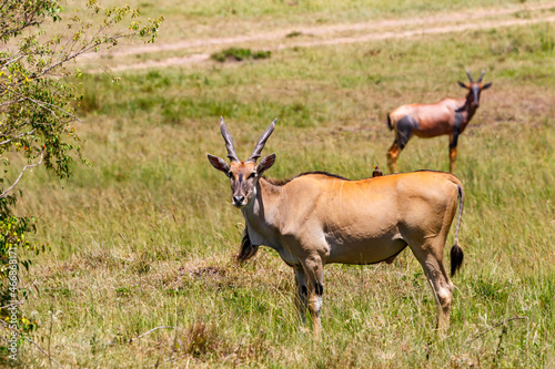 Eland antelopes at the savanna in Africa