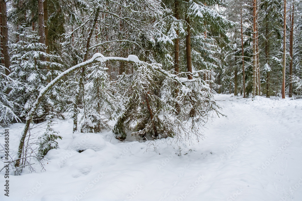 Fototapeta premium Tree bending by the snow in winter