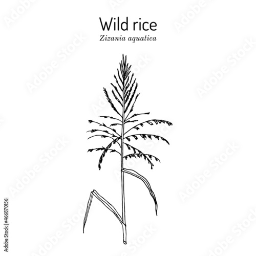 Wild rice Zizania aquatica , state grain of Minnesota photo