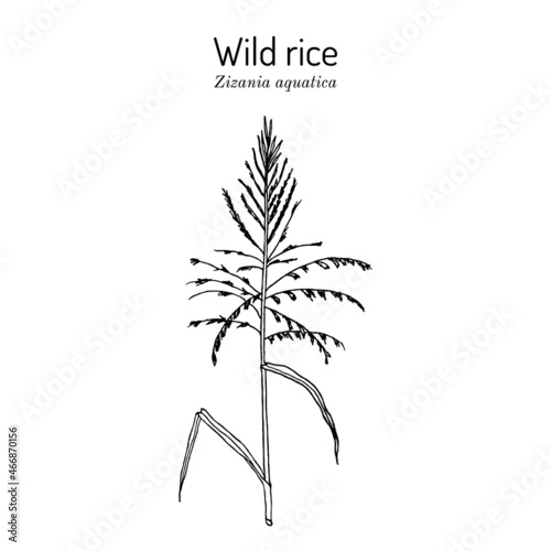 Wild rice Zizania aquatica , state grain of Minnesota