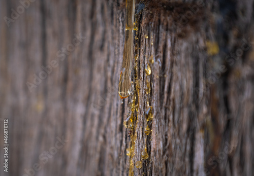 resin flowing from cypress tree bark photo