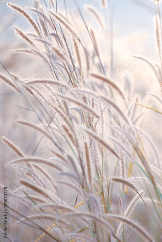 Blooming reed flowers fields on winter morning.