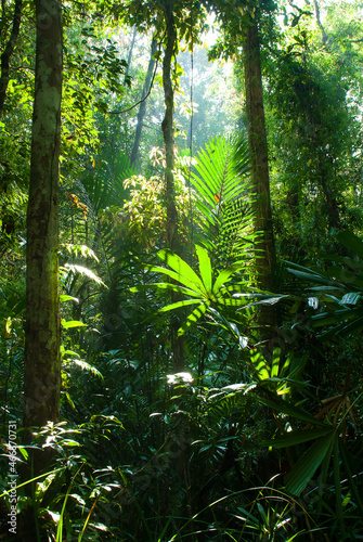 Landscape of pure tropical rainforest at sunrise.