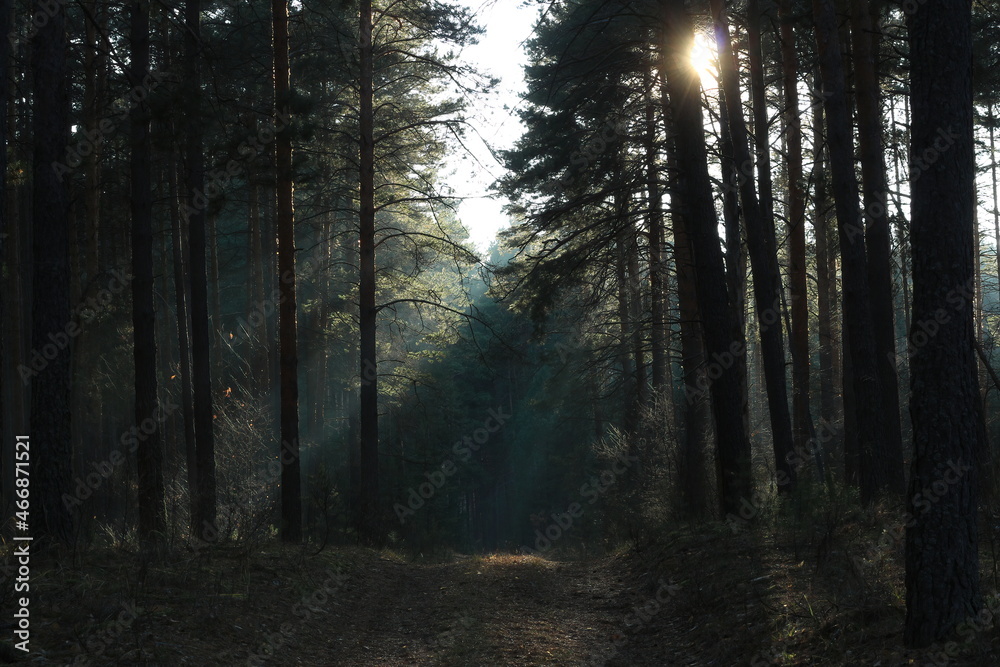 Naklejka premium Blue misty pine forest in the cold light of the autumn sun. The sun's rays make their way through the pine trees. Forest road covered with red needles leads you into the glowing depths of pine forest.