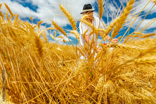 Farmer is cutting wheat.