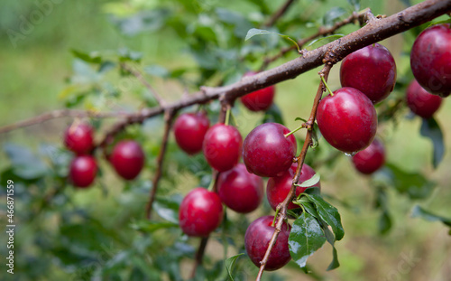 Plum Opal -  delicious purple and pink sweet fruit on the tree branch in the orchard.