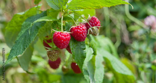 Raspberry fruit in the wild garden - permaculture food forest.