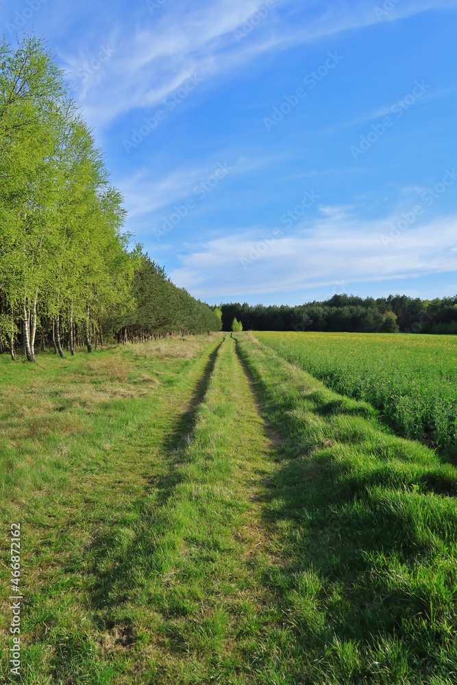 road in the field