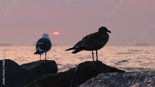 Seagulls during sunset on rocks at the ocean as the sun dips behind the horizon.
