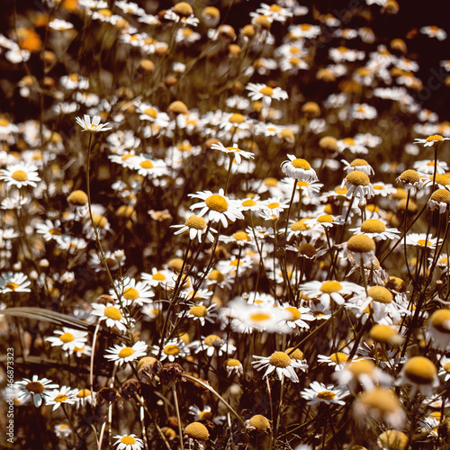 Trendy warm vintage colored Chamomile flowers Field. Beautiful nature scene with blooming medical roman chamomiles. Nature spring blossom, Summer daisy background. Beige, white, brown, yellow tones