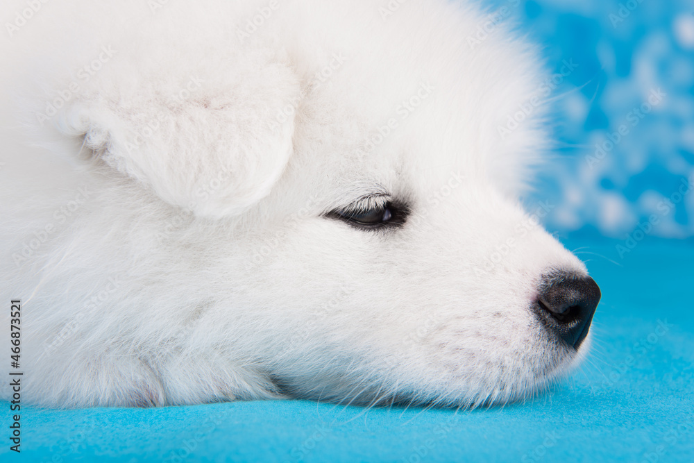 White fluffy small Samoyed puppy dog is sleeping on blue blanket