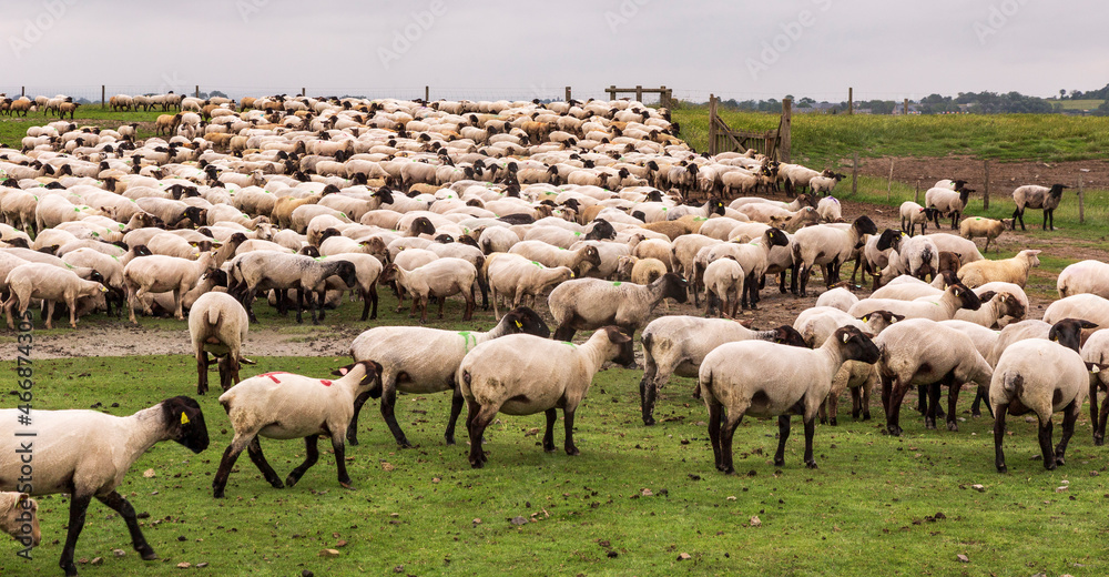 Obraz premium Sheeps in salted meadow at Mont Saint Michel. France