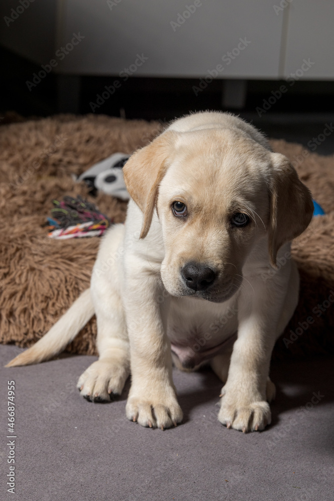 Labrador puppy dog