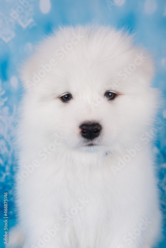 White fluffy small Samoyed puppy dog muzzle close up