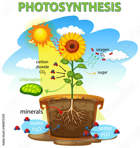 Diagram showing process of photosynthesis in sunflower