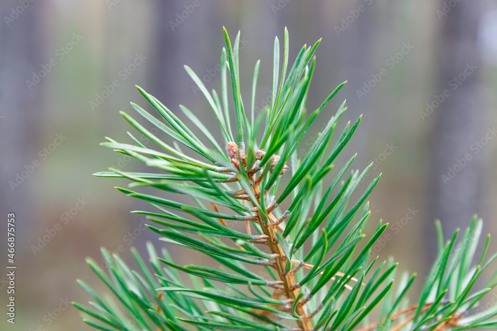 close up of pine needles close up of pine needles