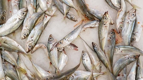 Fish anchovies horse mackerel, raw on ice in bulk, sold at fish market. photo