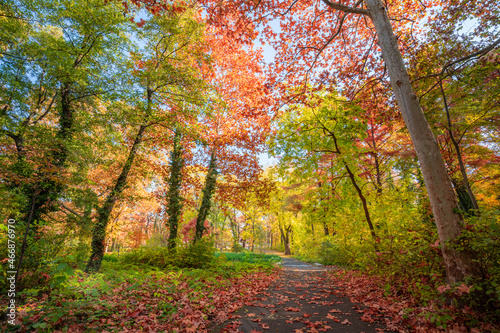 Amazingly stunning autumn forest nature. Colorful trees and leaves with blue sunny sky. Idyllic peaceful rural outdoor park scenic landscape. Happy majestic nature, forest trail. Adventure freedom
