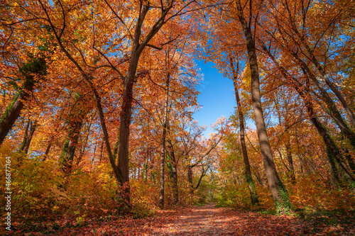 Autumn stunning forest scenery. Scenic nature landscape with colorful leaves, blue sky. Adventure forest trail, freedom nature. Amazing natural scenery, dramatic fall seasonal art view. Peaceful trees