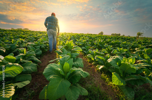 Agriculture work on cropping data analysis by tablet and flare light morning in tobacco farm field.technology for plantation data link with internet make a good plant organic product and non-toxic