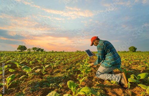 Agriculture work on cropping data analysis by tablet and flare light morning in tobacco farm field.technology for plantation data link with internet make a good plant organic product and non-toxic