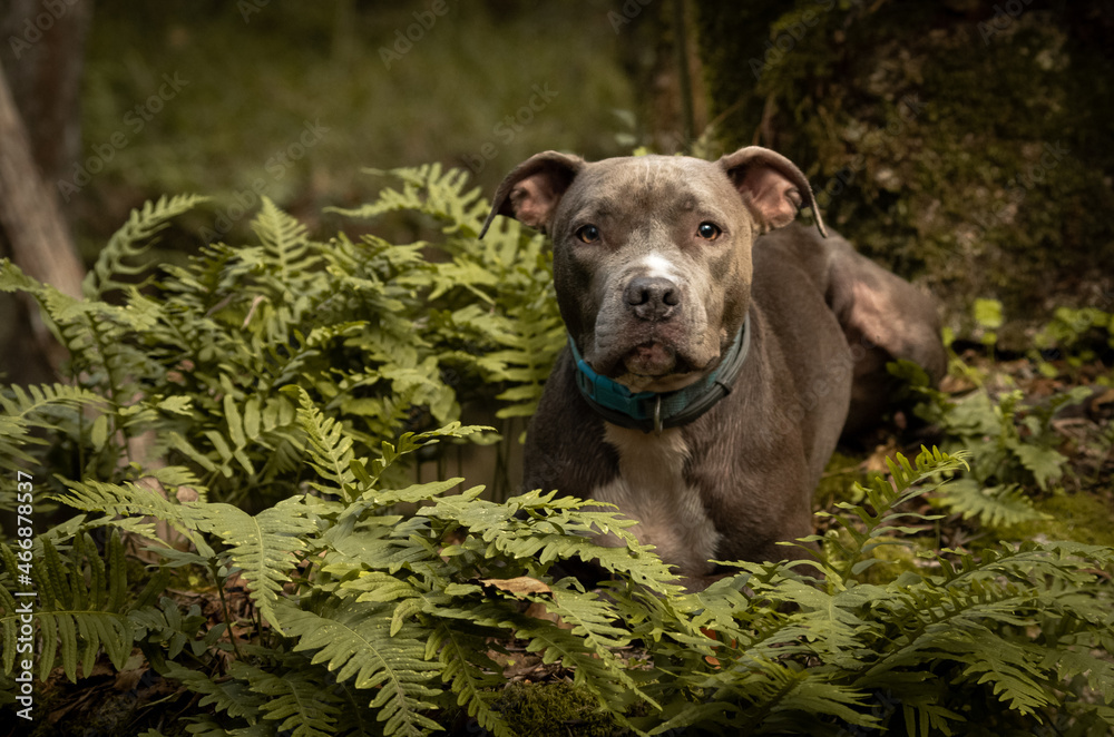 pit bull pit bull