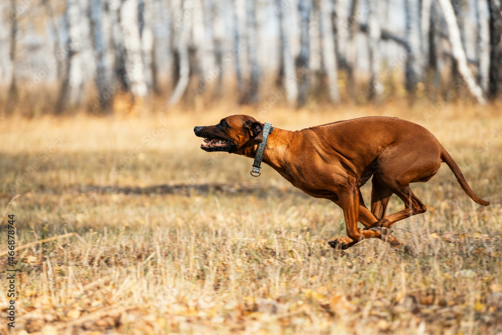 A graceful portrait of a dog in motion. A hunting dog drives game. Beautiful portrait of a Rhodesian Ridgeback