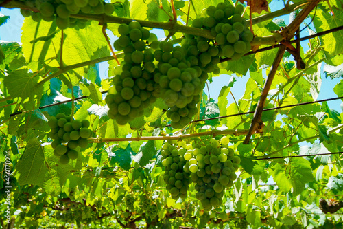 Viñedos integrados en la D.O. Rías Baixas, Pontevedra, Galicia